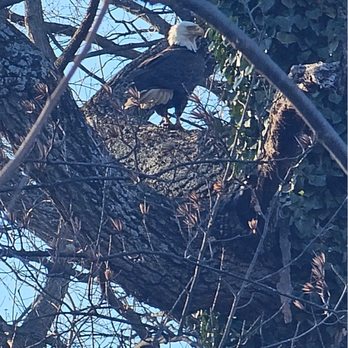 US National Arboretum - Bald Eagle - Botanical Gardens Near Me - Washington, DC, District of Columbia US National Arboretum - Bald Eagle - Botanical Gardens Near Me - Washington, DC, District of Columbia