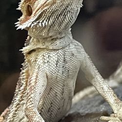 Petco