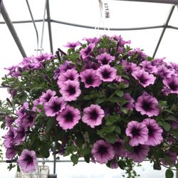 Houghton's Greenhouses