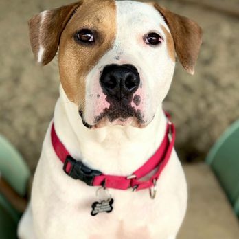 The Oaks Dog Ranch - Pickles on his first day of daycare! I love that they send pictures! - Pet Boarding Near Me - Cypress, Texas The Oaks Dog Ranch - Pickles on his first day of daycare! I love that they send pictures! - Pet Boarding Near Me - Cypress, Texas