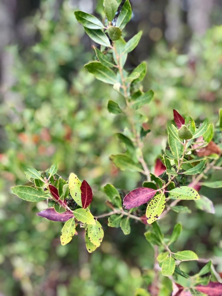 Blackwater Creek Preserve Image