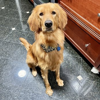 La Canada Pet Grooming - Pet Groomers Near Me - La Canada Flintridge, California La Canada Pet Grooming - Pet Groomers Near Me - La Canada Flintridge, California