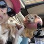 Photo of Valley Pet Care