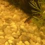 Brian's Tropical Aquarium & Pets