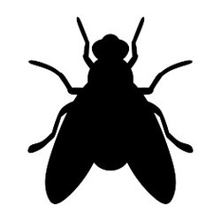 Beug Pest Management