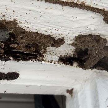 Feel Good Solutions - Exterminating this termite colony with our non invasive tentless alternative termite crack and crevice injection method! - Pest Control Near Me - Oakland Park, Florida Feel Good Solutions - Exterminating this termite colony with our non invasive tentless alternative termite crack and crevice injection method! - Pest Control Near Me - Oakland Park, Florida