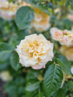International Rose Test Garden by null