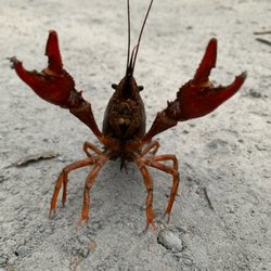 Crawfish 2 Go