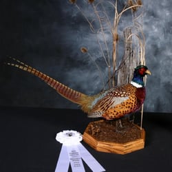 Animal Family Pet Preservation