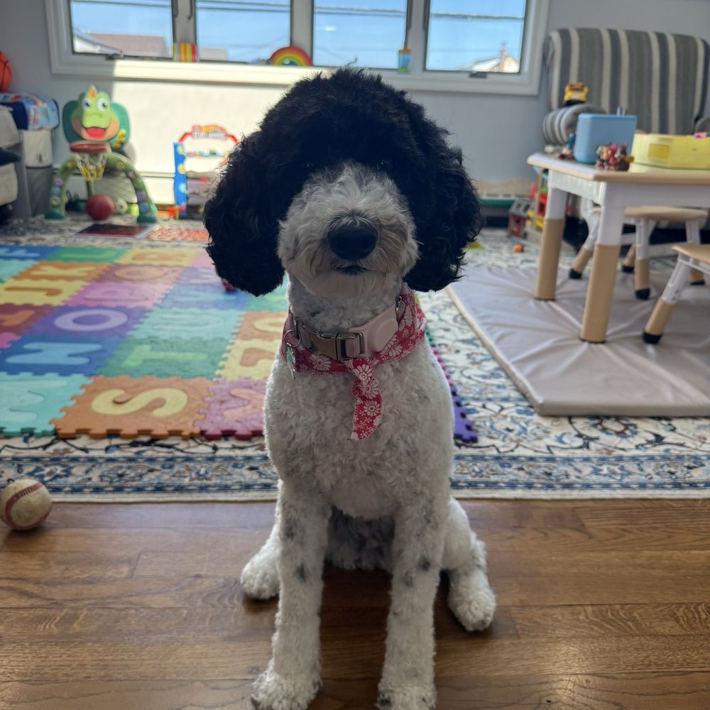 Metro Pets Grooming - Pet Groomers Near Me Metro Pets Grooming - Pet Groomers Near Me