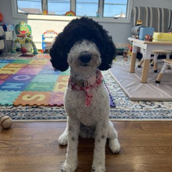 Metro Pets Grooming - Pet Groomers Near Me Metro Pets Grooming - Pet Groomers Near Me