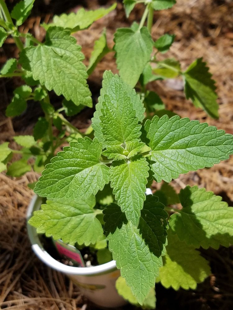 BONNIE PLANT FARM Updated August 2024 1727 Highway 223, Union