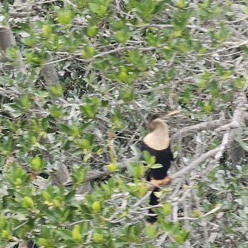 Cocoa Beach Dolphin Tours - Anhinga (Snake Bird) - Boating Near Me - Cocoa Beach, Florida Cocoa Beach Dolphin Tours - Anhinga (Snake Bird) - Boating Near Me - Cocoa Beach, Florida