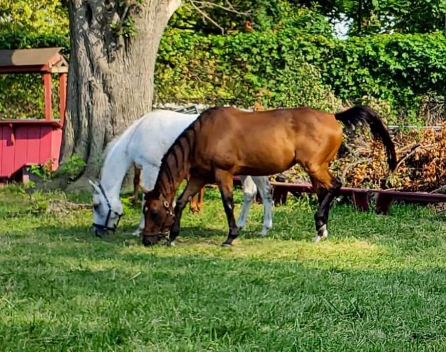 New York City Riding Academy - equestrian in New York, NY