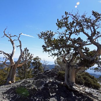 Raintree via North Loop - Hiking Near Me - Mt. Charleston, Nevada
