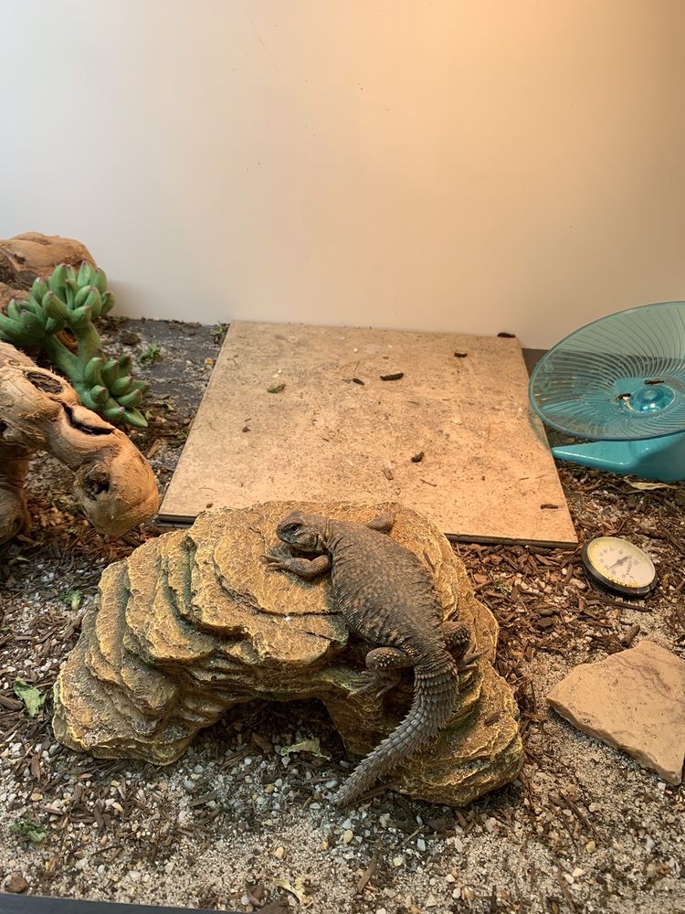 PETCO 28 Photos & 108 Reviews Pet Stores 540 N 2nd St, El Cajon