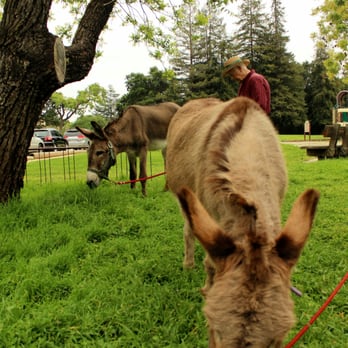 Barron Park Donkeys - Niner in the back and Perry in the front - Community Service/Non-Profit Near Me - Palo Alto, California Barron Park Donkeys - Niner in the back and Perry in the front - Community Service/Non-Profit Near Me - Palo Alto, California