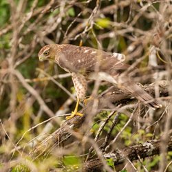 Coopers Hawk