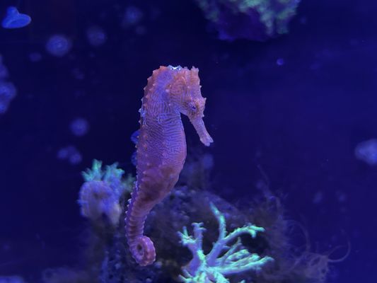 Waikiki Aquarium by null