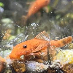 Royal Tropical Fish & Bird Heaven - Super red bristlenose pleco