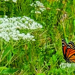 Kinkora Trail - Monarch butterfly