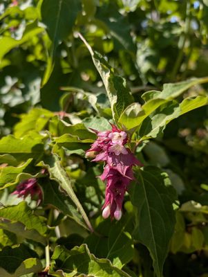 Luther Burbank Home & Gardens by null