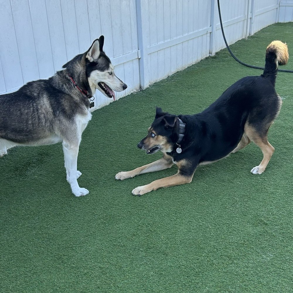 Bark City - Pet Boarding Near Me - Huntington Beach, California
