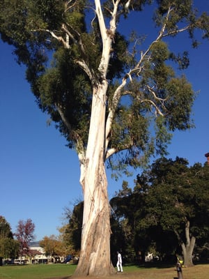 Mosswood Park by null