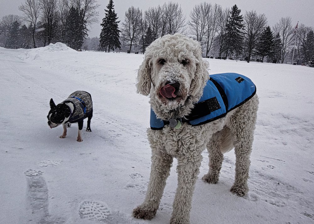 THE BARKITORIUM Updated August 2024 791 Ridge Avenue, Kingston