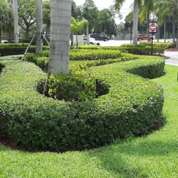 Grass Kept Clean & More - a circular garden - Lawn Services Near Me - Boca Raton, Florida Grass Kept Clean & More - a circular garden - Lawn Services Near Me - Boca Raton, Florida