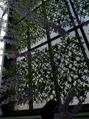 Laughing Buddha Vegetarian Bistro 福林素食 by null