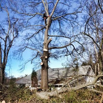 Millers Tree Service - The limbs were the size of most trees
Excellent work in Malvern Arkansas - Tree Services Near Me Millers Tree Service - The limbs were the size of most trees
Excellent work in Malvern Arkansas - Tree Services Near Me