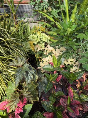 Anna Scripps Whitcomb Conservatory by null