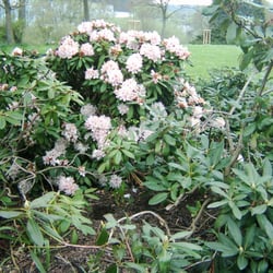 Lennepark - Rhododendron im Frühling 2008