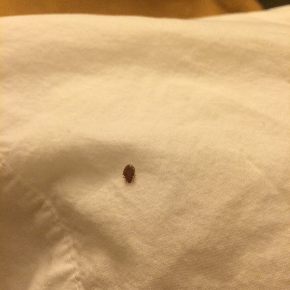 Bed bug Bed bug