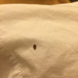 Bed bug