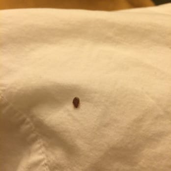 Super 8 by Wyndham Chadron NE - Bed bug - Hotels Near Me - Chadron, Nebraska