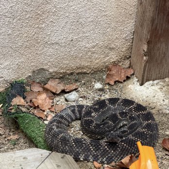 Optimal Wildlife Removal - The rattlesnake that was removed. - Wildlife Control Near Me Optimal Wildlife Removal - The rattlesnake that was removed. - Wildlife Control Near Me