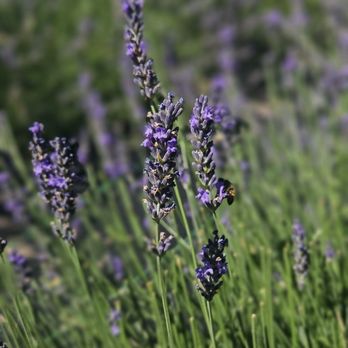 Pollywog Station Lavender Farm - Attraction Farms Near Me - Parker, Colorado Pollywog Station Lavender Farm - Attraction Farms Near Me - Parker, Colorado