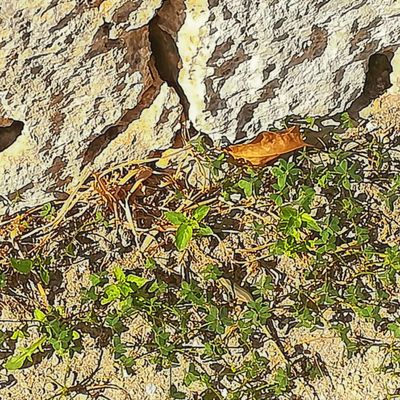 Latomie del Paradiso by null