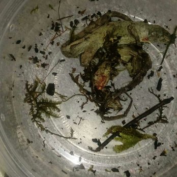 Reptile City - One dead anole after moss was removed. - Pet Stores Near Me - Honey Grove, Texas Reptile City - One dead anole after moss was removed. - Pet Stores Near Me - Honey Grove, Texas
