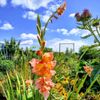 Rogerson Clematis Garden gift card