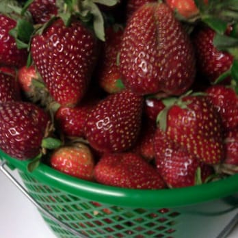 Cullipher Farm - 7lbs of organic strawberries - Farmers Market Near Me - Virginia Beach, Virginia