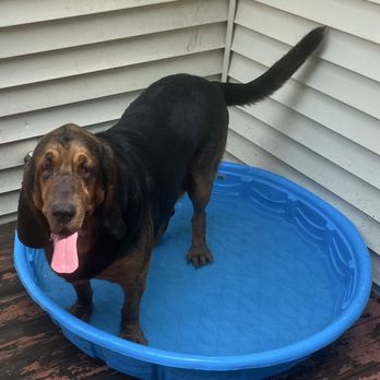 Wendy’s Dog House - River Rayne - Pet Sitting Near Me - Evansville, Indiana Wendy’s Dog House - River Rayne - Pet Sitting Near Me - Evansville, Indiana