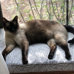 Kitten to Cat Hospital