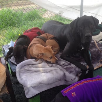 Dogs Rule Day Care & School - Pet Sitting Near Me - Memphis, Tennessee Dogs Rule Day Care & School - Pet Sitting Near Me - Memphis, Tennessee