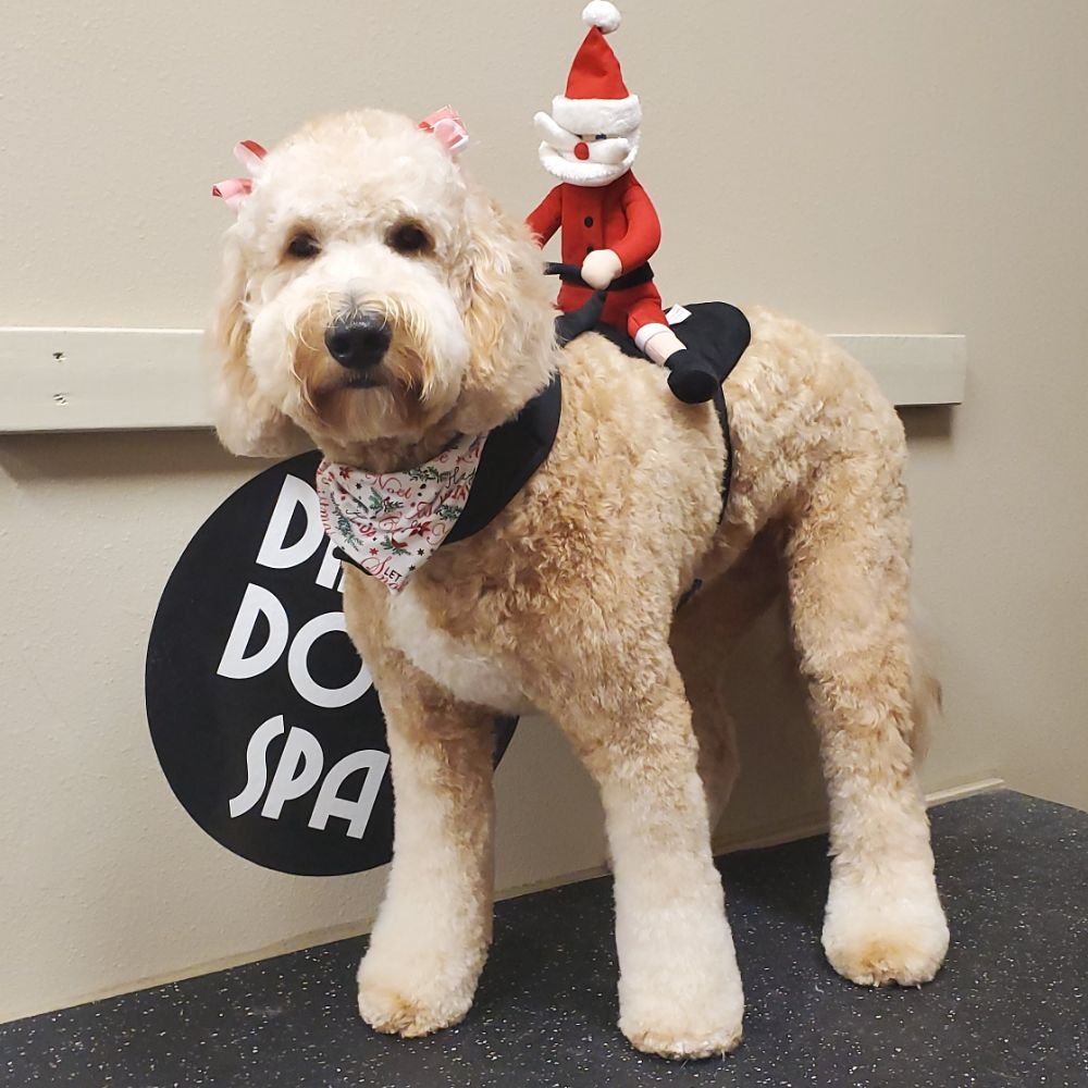 DIRTY DOG SPA 51 Photos 6805 S Louise Ave, Sioux Falls, South Dakota Pet Groomers Phone