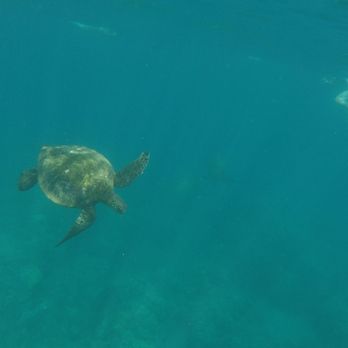Maui Reef Adventures - You get to swim pretty close to many turtles at Turtle Cove - Snorkeling Near Me - Ma'alaea, Hawaii Maui Reef Adventures - You get to swim pretty close to many turtles at Turtle Cove - Snorkeling Near Me - Ma'alaea, Hawaii