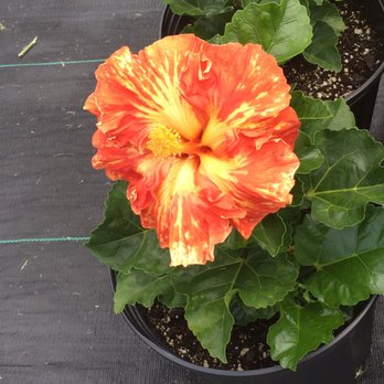 Happy Plants Nursery - Nurseries & Gardening Near Me - Waimanalo, Hawaii
