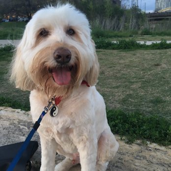 Clean Critters - Pet Groomers Near Me - Austin, Texas